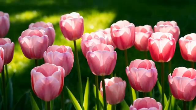  春日粉色郁金香花海349#横屏 	 - 