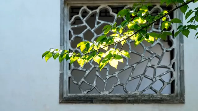  窗棂上的绿叶光影343#横屏 	 -