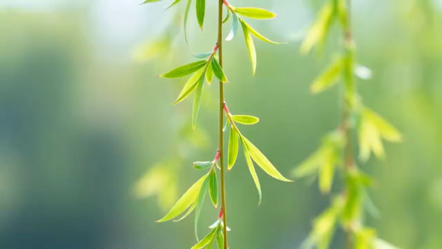  春日绿柳垂丝摇曳350#横屏 	 -