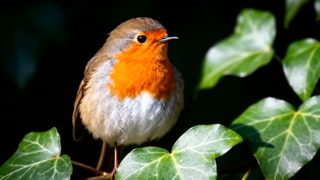  橙胸小鸟枝头栖息295#横屏 	 