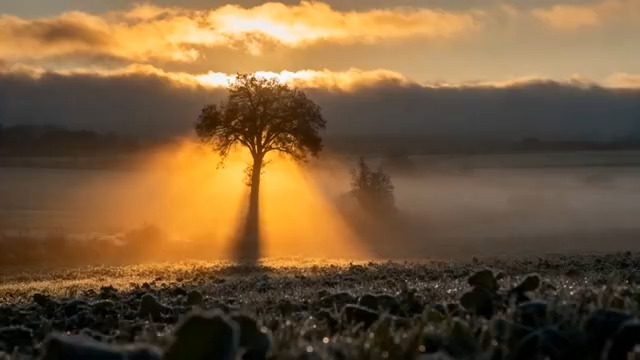  晨曦孤树金光穿透云海206#横屏 	 