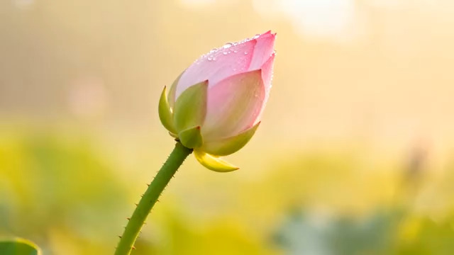  晨露中的粉色荷花苞198#横屏 	 