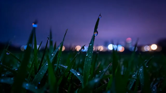  草尖露珠与城市夜景114#横屏 	 