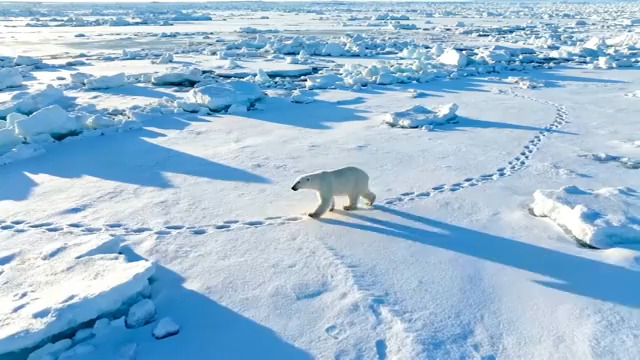  北极熊漫步冰雪荒原52#横屏 	 -
