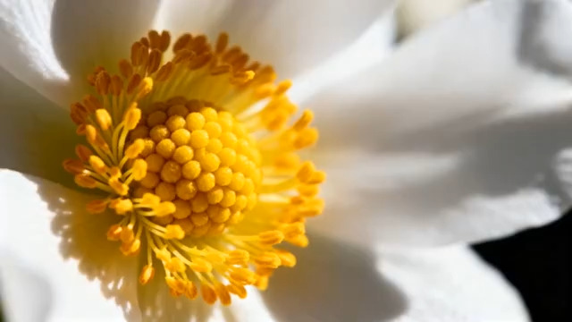  白色花朵特写镜头32#横屏 	 