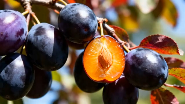  枝头紫李子特写2220#横屏 	 