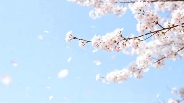  枝头绽放的樱花1430#横屏 	 