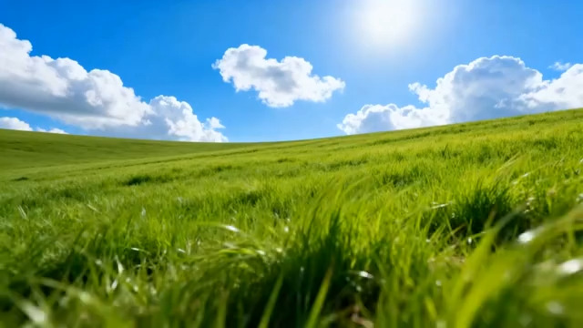  阳光下的绿色草地与蓝天3006#横屏 	 