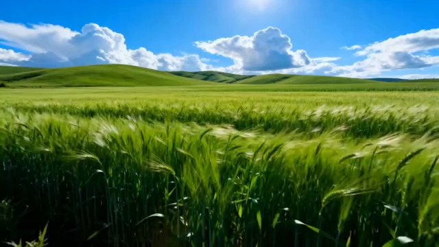  阳光下的绿色麦田风光515#横屏 	 