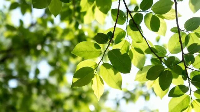  阳光下的绿色树叶特写1802#横屏 	 