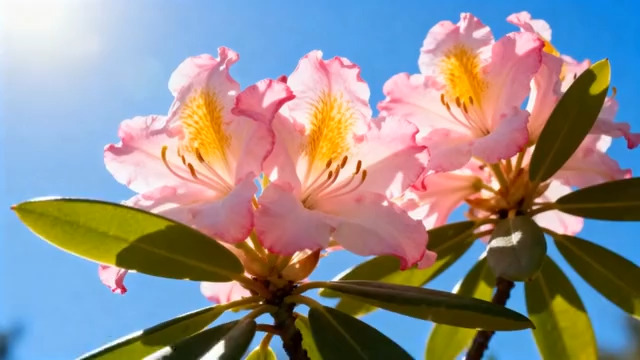  阳光下盛开的粉色花朵37#横屏 	 