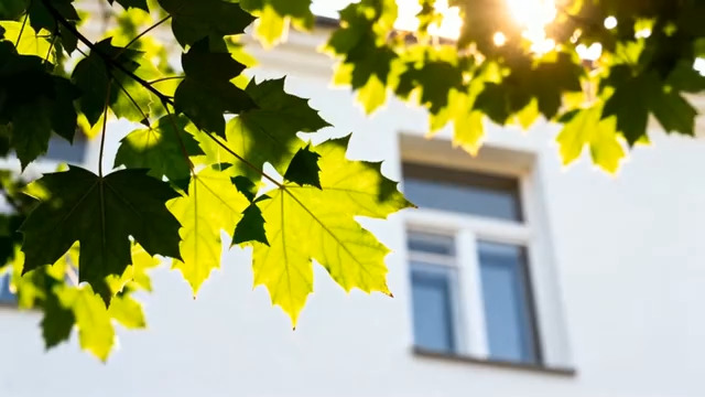  阳光透过树叶照向白色建筑2621#横屏 	 