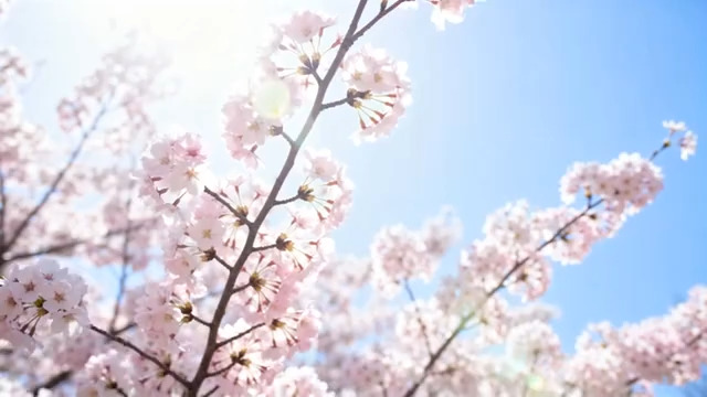  阳光下绽放的粉色樱花2297#横屏 	 - 