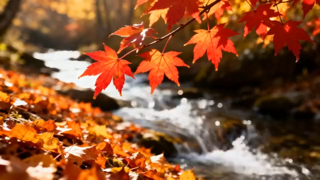  溪边红枫叶秋景319#横屏 	 