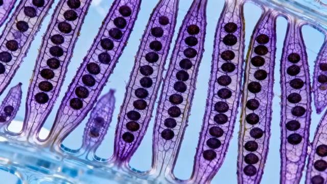  显微镜下植物细胞微观景象1320#横屏 	 