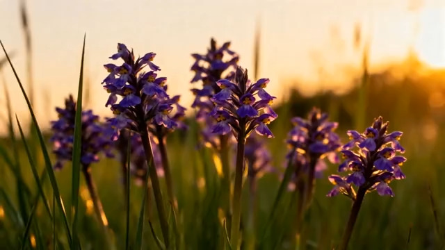  夕阳下紫色花草特写455#横屏 	 