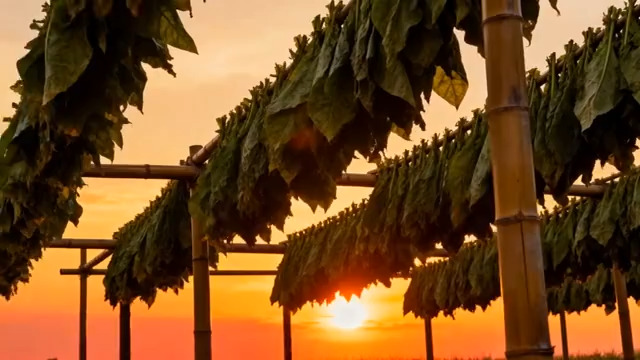  夕阳下晾晒的烟叶场景1644#横屏 	 - 