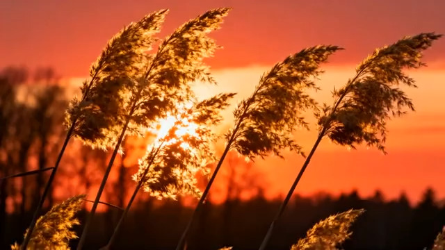  夕阳下摇曳的芦苇1953#横屏 	 