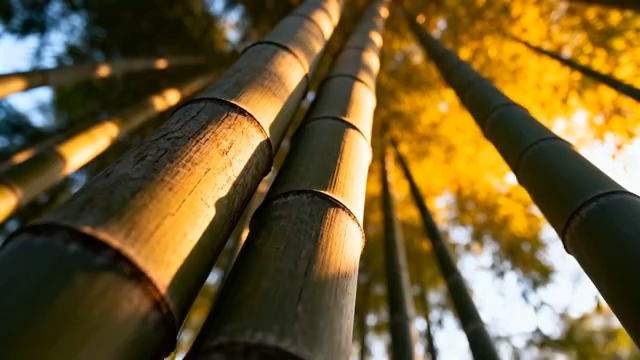 竹林阳光照射竹子素材2571#横屏 