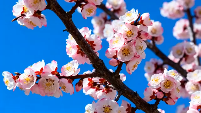 枝头绽放的粉色花朵1652#横屏 