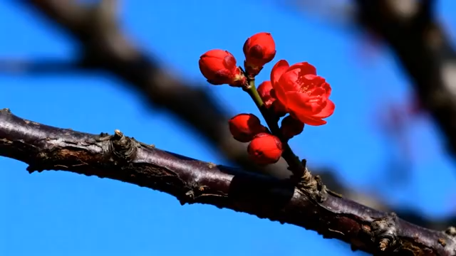 枝头盛开的红色梅花4104#横屏 