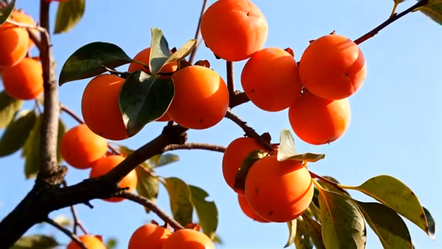 枝头成熟的柿子果实262#横屏 