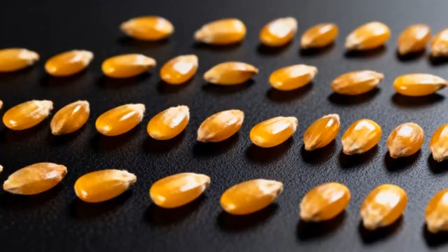  微距拍摄黄色谷物素材2069#横屏 	 