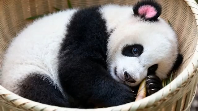  熟睡的熊猫幼崽素材1445#横屏 	 