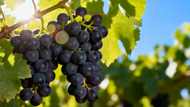 头成熟紫葡萄特写5535#横屏 