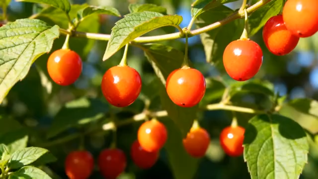 枝头成熟樱桃特写素材758#横屏 