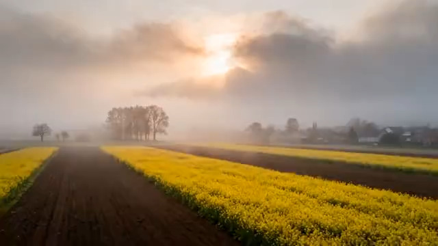  田野油菜花日出景象604#横屏 	 -