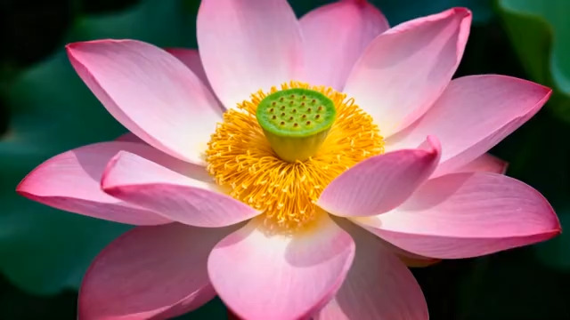  特写粉色荷花素材2788#横屏 	 - 