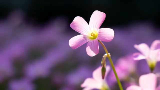  特写粉色花朵2533#横屏 	 