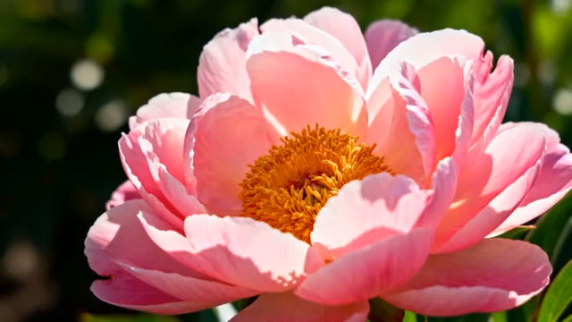  特写粉色盛开牡丹花1914#横屏 	 