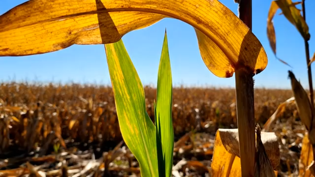 玉米地特写镜头1671#横屏 