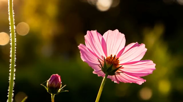  特写粉色花朵与花苞2100#横屏 	 - 