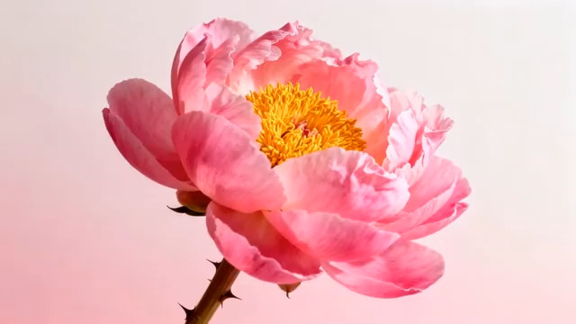  特写粉色牡丹花素材2842#横屏 	 