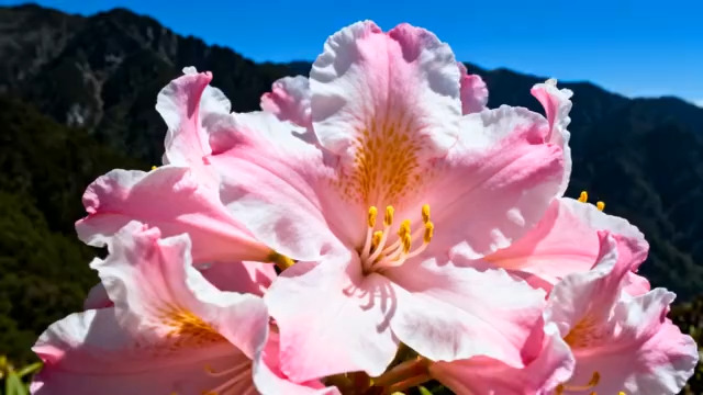  特写粉色花朵自然风光1622#横屏 	 