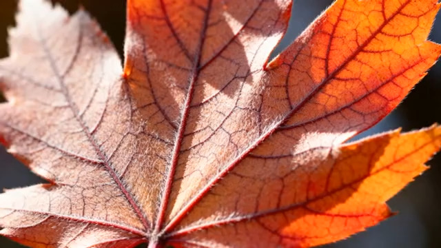  特写秋日枫叶1433#横屏 	 