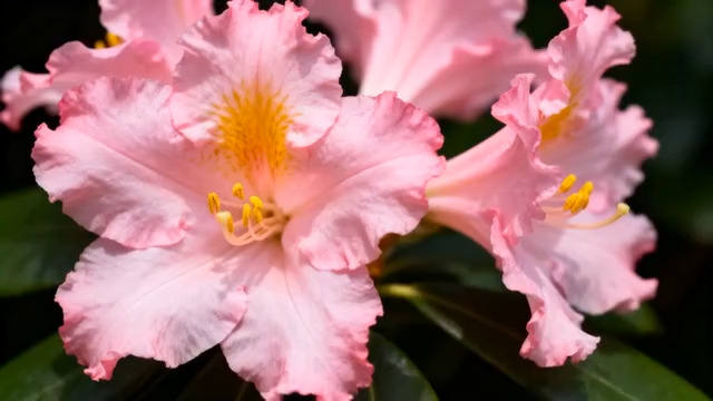  特写粉色花朵素材(1)2732#横屏 	 -