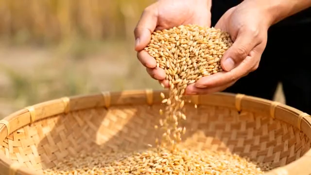  双手捧麦子倒入竹筐画面169#横屏 	 