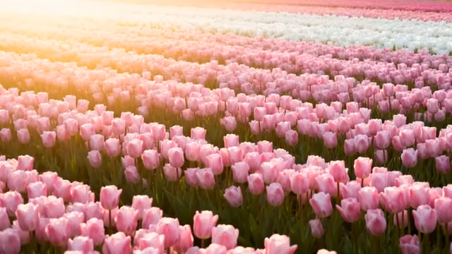 郁金香花海自然风光1806#横屏 