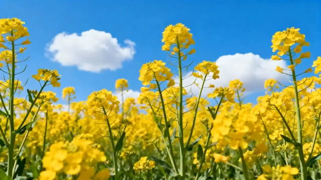 油菜花田蓝天白云风景3156#横屏 