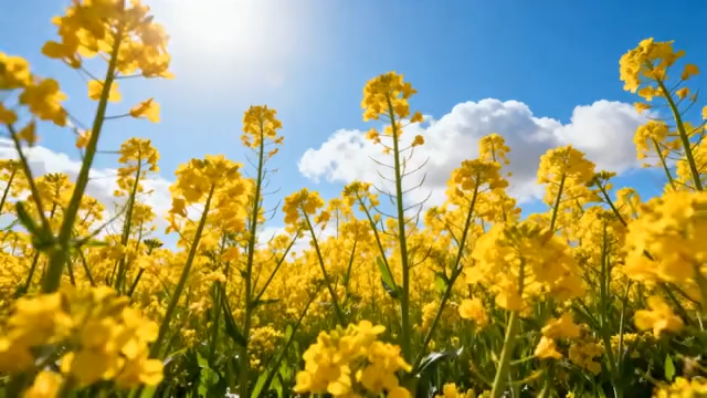 油菜花海蓝天白云景象4779#横屏 