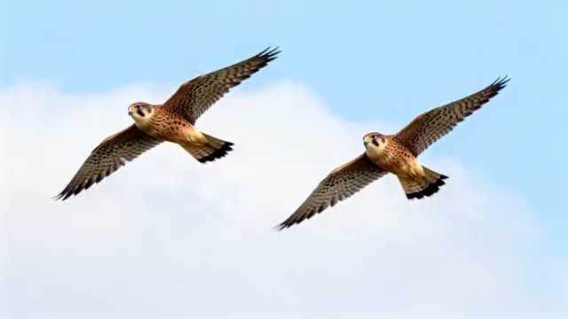  双隼蓝天飞翔画面2855#横屏 	 