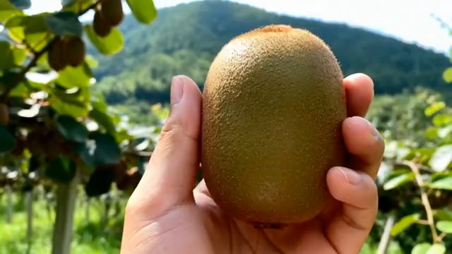  手持猕猴桃果园近景画面2799#横屏 	 