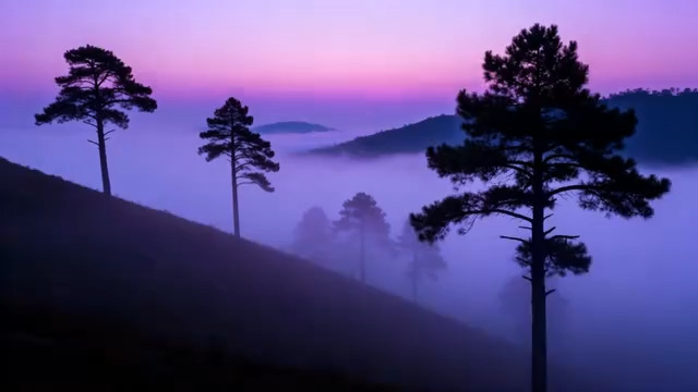  山间晨雾中的松树景观502#横屏 	 