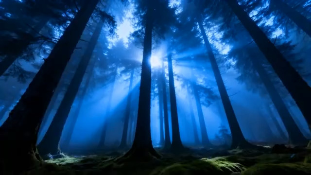  森林中穿透树木的阳光景象2067#横屏 	 