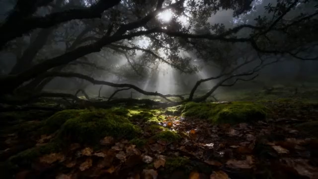  森林阳光透过树木洒下场景1736#横屏 	 