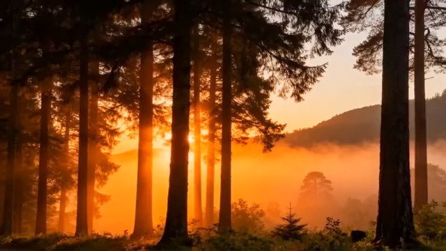  森林日出阳光穿透树木景象503#横屏 	 